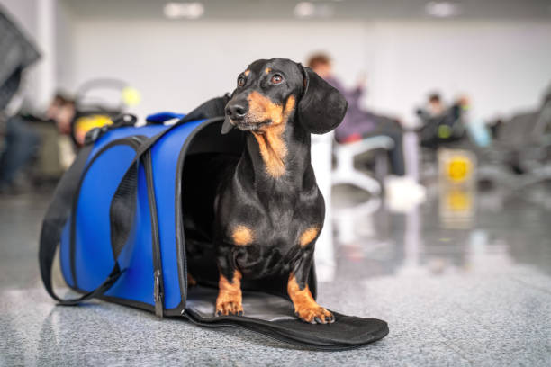 The Ultimate Guide to Traveling with Pets: Tips for a Smooth Journey